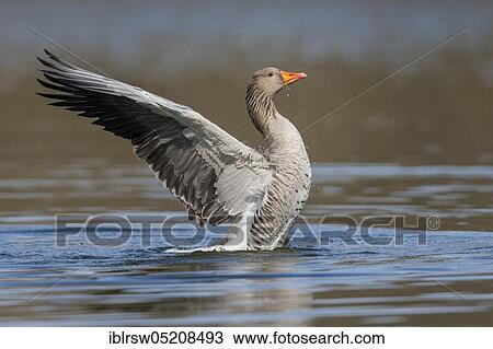 Stock Image - Greylag goose (Anser anser) Lower Saxony, Germany, Europe. Fotosearch