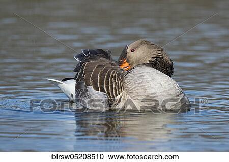 Greylag goose (Anser anser) Lower Saxony, Germany, Europe View Large Photo Image Stock Image - Greylag goose (Anser anser) Lower Saxony, Germany, Europe. Fotosearch