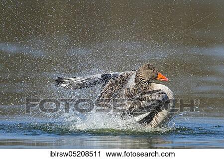 Greylag goose (Anser anser) Lower Saxony, Germany, Europe View Large Photo Image Stock Image - Greylag goose (Anser anser) Lower Saxony, Germany, Europe. Fotosearch