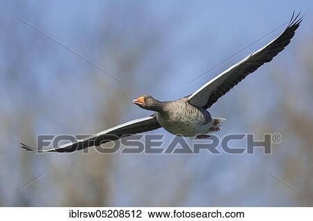 Greylag goose (Anser anser) Lower Saxony, Germany, Europe View Large Photo Image Stock Image - Greylag goose (Anser anser) Lower Saxony, Germany, Europe. Fotosearch