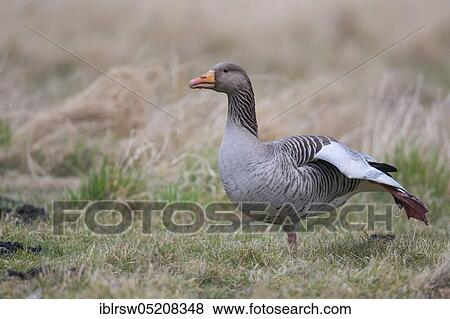 Greylag goose (Anser anser) Lower Saxony, Germany, Europe View Large Photo Image Stock Photo - Greylag goose (Anser anser) Lower Saxony, Germany, Europe. Fotosearch