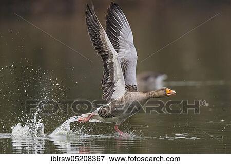 Stock Photo - Greylag goose (Anser anser) Lower Saxony, Germany, Europe. Fotosearch