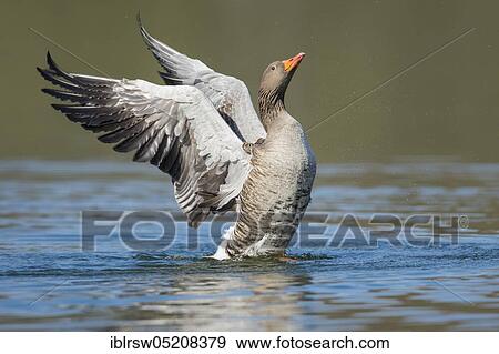 Greylag goose (Anser anser) Lower Saxony, Germany, Europe View Large Photo Image Stock Photo - Greylag goose (Anser anser) Lower Saxony, Germany, Europe. Fotosearch