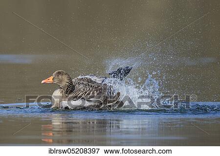 Stock Photo - Greylag goose (Anser anser) Lower Saxony, Germany, Europe. Fotosearch