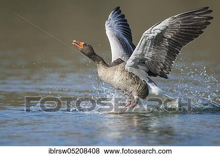 Greylag goose (Anser anser) Lower Saxony, Germany, Europe View Large Photo Image Stock Photo - Greylag goose (Anser anser) Lower Saxony, Germany, Europe. Fotosearch