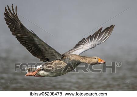 Stock Photo - Greylag goose (Anser anser) Lower Saxony, Germany, Europe. Fotosearch