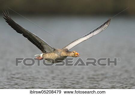 Greylag goose (Anser anser) Lower Saxony, Germany, Europe View Large Photo Image Stock Photo - Greylag goose (Anser anser) Lower Saxony, Germany, Europe. Fotosearch