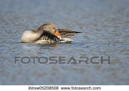 Stock Photo - Greylag goose (Anser anser) Lower Saxony, Germany, Europe. Fotosearch
