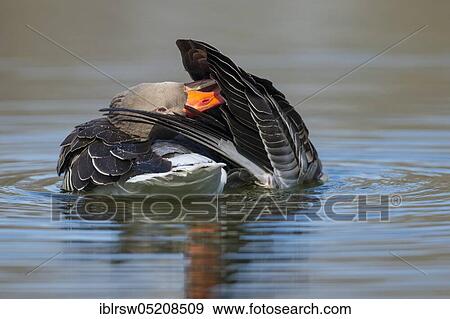 Stock Photo - Greylag goose (Anser anser) Lower Saxony, Germany, Europe. Fotosearch