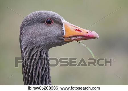 Stock Photograph - Greylag goose (Anser anser) Lower Saxony, Germany, Europe. Fotosearch