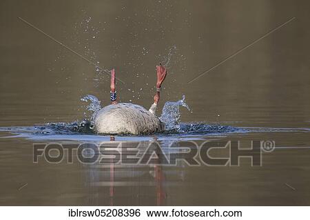 Greylag goose (Anser anser) Lower Saxony, Germany, Europe View Large Photo Image Stock Photograph - Greylag goose (Anser anser) Lower Saxony, Germany, Europe. Fotosearch