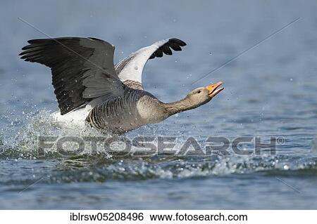 Stock Photograph - Greylag goose (Anser anser) Lower Saxony, Germany, Europe. Fotosearch