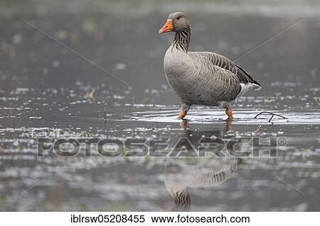 Greylag goose (Anser anser) Lower Saxony, Germany, Europe View Large Photo Image Stock Photography - Greylag goose (Anser anser) Lower Saxony, Germany, Europe. Fotosearch