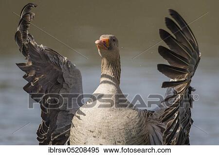 Stock Photography - Greylag goose (Anser anser) Lower Saxony, Germany, Europe. Fotosearch