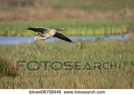 Greylag goose (Anser anser), old bird on approach, April, Texel Island, North Sea, North Holland, Netherlands View Large Photo Image Stock Photograph - Greylag goose (Anser anser), old bird on approach, April, Texel Island, North Sea, North Holland, Netherlands. Fotosearch