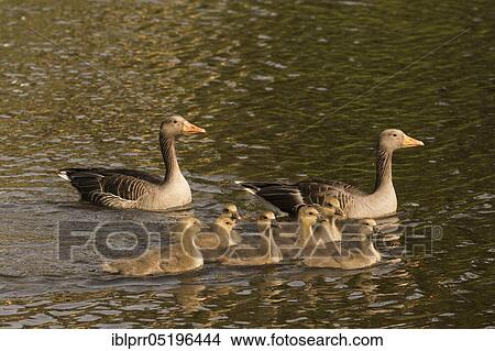 Picture - Greylag goose (Anser anser), Paar and Gössel, Hesse, Germany, Europe. Fotosearch