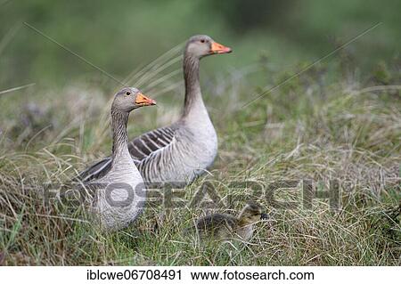 Greylag goose (Anser anser), pair with young bird, April, Texel Island, North Sea, North Holland, Netherlands View Large Photo Image Stock Image - Greylag goose (Anser anser), pair with young bird, April, Texel Island, North Sea, North Holland, Netherlands. Fotosearch
