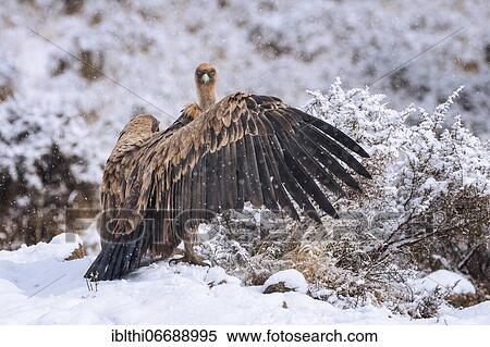 Griffon vulture (Gyps fulvus) resting in snow, Catalan Alps, Spain, Europe View Large Photo Image Stock Photography - Griffon vulture (Gyps fulvus) resting in snow, Catalan Alps, Spain, Europe. Fotosearch