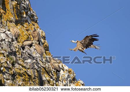Griffon vulture (Gyps fulvus), Andalusia, Spain, Europe View Large Photo Image Stock Image - Griffon vulture (Gyps fulvus), Andalusia, Spain, Europe. Fotosearch
