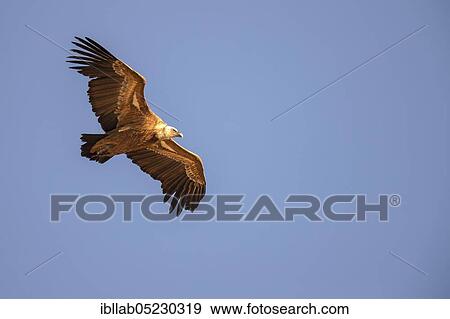 Griffon vulture (Gyps fulvus), Andalusia, Spain, Europe View Large Photo Image Stock Photo - Griffon vulture (Gyps fulvus), Andalusia, Spain, Europe. Fotosearch