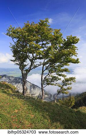 Stock Image - Grove of trees at Creux du Van, Neuchâtel, Neuchâtel Jura, Switzerland, Europe. Fotosearch