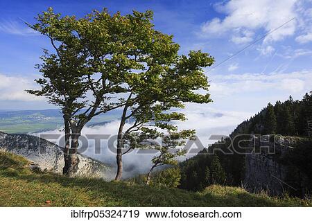 Stock Photo - Grove of trees at Creux du Van, Neuchâtel, Neuchâtel Jura, Switzerland, Europe. Fotosearch