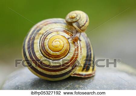 Grove slug, Cepaea nemoralis, Switzerland, Europe View Large Photo Image Stock Image - Grove slug, Cepaea nemoralis, Switzerland, Europe. Fotosearch