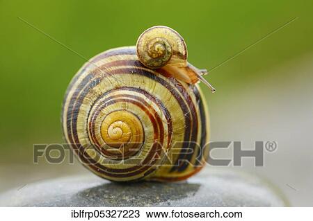 Grove slug, Cepaea nemoralis, Switzerland, Europe View Large Photo Image Stock Image - Grove slug, Cepaea nemoralis, Switzerland, Europe. Fotosearch