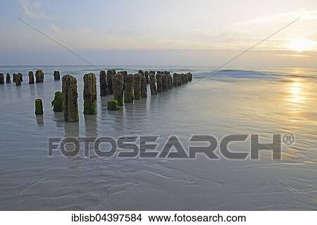 Groynes covered in algae at sunset, Rantum Beach, Sylt, North Frisian Islands, North Frisia, Schleswig-Holstein, Germany, Europe View Large Photo Image Picture - Groynes covered in algae at sunset, Rantum Beach, Sylt, North Frisian Islands, North Frisia, Schleswig-Holstein, Germany, Europe. Fotosearch