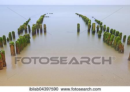 Groynes covered in algae, Rantum Beach, Sylt, North Frisian Islands, North Frisia, Schleswig-Holstein, Germany, Europe View Large Photo Image Stock Image - Groynes covered in algae, Rantum Beach, Sylt, North Frisian Islands, North Frisia, Schleswig-Holstein, Germany, Europe. Fotosearch