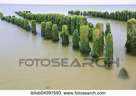 Groynes covered in algae, Rantum Beach, Sylt, North Frisian Islands, North Frisia, Schleswig-Holstein, Germany, Europe View Large Photo Image Stock Image - Groynes covered in algae, Rantum Beach, Sylt, North Frisian Islands, North Frisia, Schleswig-Holstein, Germany, Europe. Fotosearch