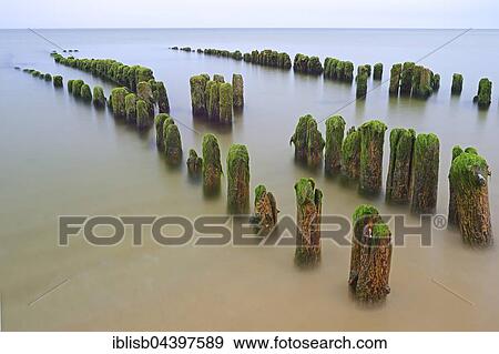 Groynes covered in algae, Rantum Beach, Sylt, North Frisian Islands, North Frisia, Schleswig-Holstein, Germany, Europe View Large Photo Image Stock Photo - Groynes covered in algae, Rantum Beach, Sylt, North Frisian Islands, North Frisia, Schleswig-Holstein, Germany, Europe. Fotosearch