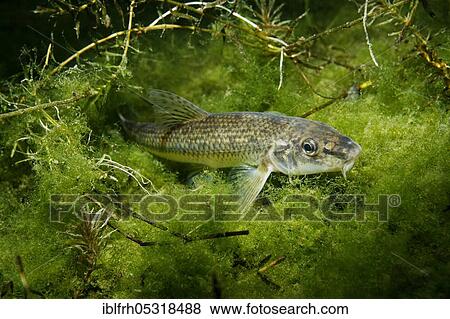 Gudgeon (Gobio gobio), Baden-Württemberg, Germany, Europe View Large Photo Image Stock Photo - Gudgeon (Gobio gobio), Baden-Württemberg, Germany, Europe. Fotosearch