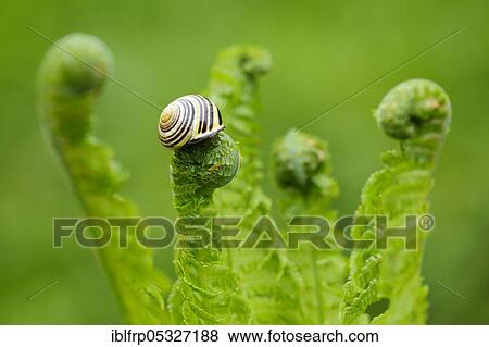 Hain ribbon snail, Cepaea nemoralis, Switzerland, LOCKED FOR GREETING CARDS AND POST CARD, Europe View Large Photo Image Stock Photo - Hain ribbon snail, Cepaea nemoralis, Switzerland, LOCKED FOR GREETING CARDS AND POST CARD, Europe. Fotosearch