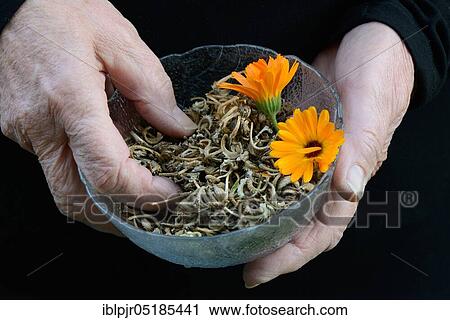 Stock Image - Hands holding bowl with seeds ( Calendula officinalis). Fotosearch