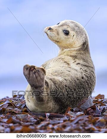 Harbor seal (Phoca vitulina) juvenile lying on the beach in the seaweed, Helgoland, Germany, Europe View Large Photo Image Stock Photography - Harbor seal (Phoca vitulina) juvenile lying on the beach in the seaweed, Helgoland, Germany, Europe. Fotosearch