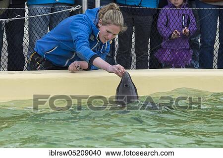 Stock Image - Harbour porpoise (Phocoena phocoena) Eco Mare, De Koog, Texel, Netherlands. Fotosearch