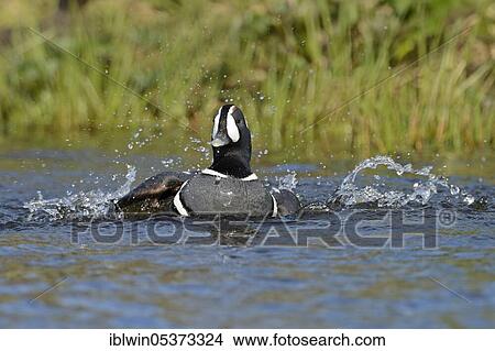 Harlequin duck, drake (Histrionicus histrionicus), Iceland, Europe View Large Photo Image Picture - Harlequin duck, drake (Histrionicus histrionicus), Iceland, Europe. Fotosearch