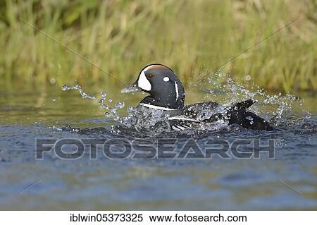 Harlequin duck, drake (Histrionicus histrionicus), Iceland, Europe View Large Photo Image Stock Photography - Harlequin duck, drake (Histrionicus histrionicus), Iceland, Europe. Fotosearch