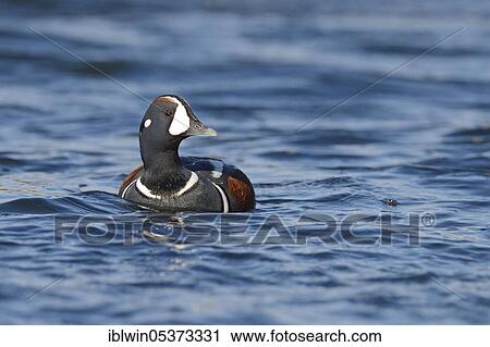 Harlequin duck (Histrionicus histrionicus), drake, on the Laxa, Iceland, Europe View Large Photo Image Stock Image - Harlequin duck (Histrionicus histrionicus), drake, on the Laxa, Iceland, Europe. Fotosearch