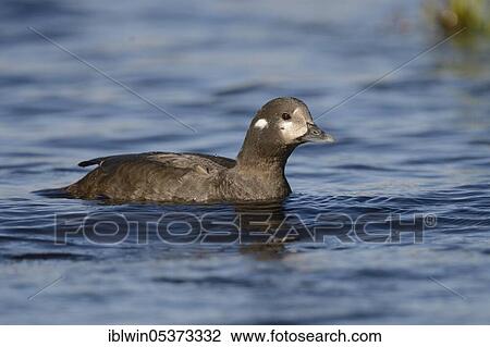 Harlequin duck (Histrionicus histrionicus), on the Laxa, Iceland, Europe View Large Photo Image Stock Image - Harlequin duck (Histrionicus histrionicus), on the Laxa, Iceland, Europe. Fotosearch