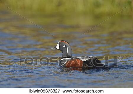 Harlequin duck (Histrionicus histrionicus), drake, on the Laxa, Iceland, Europe View Large Photo Image Stock Photo - Harlequin duck (Histrionicus histrionicus), drake, on the Laxa, Iceland, Europe. Fotosearch