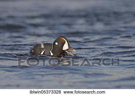 Harlequin duck (Histrionicus histrionicus), drake, on the Laxa, Iceland, Europe View Large Photo Image Stock Photo - Harlequin duck (Histrionicus histrionicus), drake, on the Laxa, Iceland, Europe. Fotosearch