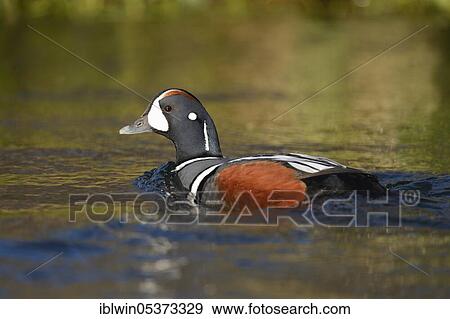 Harlequin duck (Histrionicus histrionicus), drake, on the Laxa, Iceland, Europe View Large Photo Image Stock Photo - Harlequin duck (Histrionicus histrionicus), drake, on the Laxa, Iceland, Europe. Fotosearch