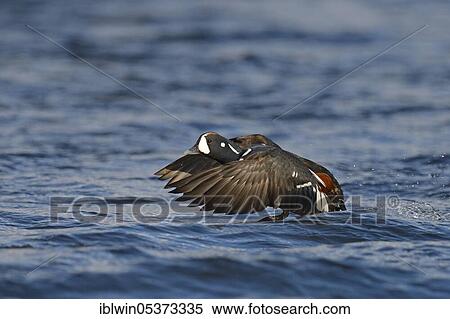 Stock Photography - Harlequin duck (Histrionicus histrionicus), drake, on the, Iceland, Europe. Fotosearch