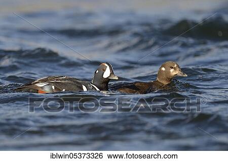 Stock Photograph - Harlequin ducks (Histrionicus histrionicus), pair, Laxa River, Iceland, Europe. Fotosearch