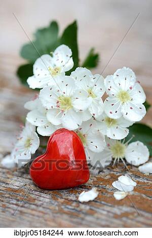 Hawthorn blossoms and red heart / (Crataegus monogyna) View Large Photo Image Picture - Hawthorn blossoms and red heart / (Crataegus monogyna). Fotosearch