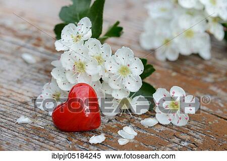 Hawthorn blossoms and red heart / (Crataegus monogyna) View Large Photo Image Stock Photography - Hawthorn blossoms and red heart / (Crataegus monogyna). Fotosearch