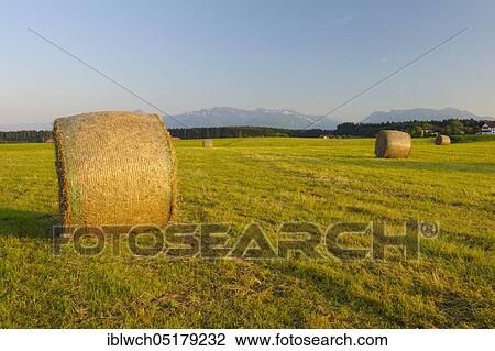Hay bales in a meadow near Eggstätt, evening, July, Chiemgau, Bavaria, Germany, Europe View Large Photo Image Stock Image - Hay bales in a meadow near Eggstätt, evening, July, Chiemgau, Bavaria, Germany, Europe. Fotosearch