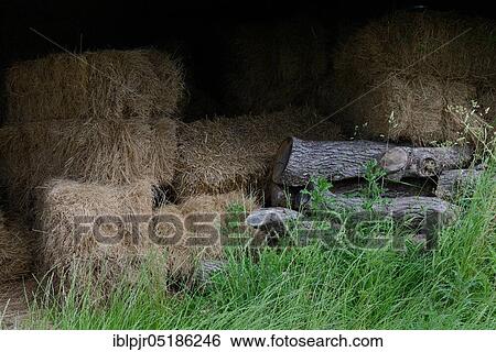 Hay, hay bales in barn View Large Photo Image Stock Photograph - Hay, hay bales in barn. Fotosearch